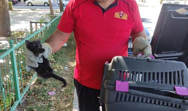 Otomobilin kaputuna sıkışan kedi kurtarıldı