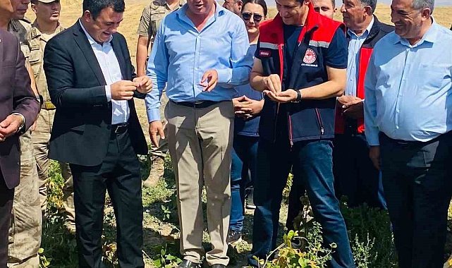 Patnos'ta fasulye hasadı başladı