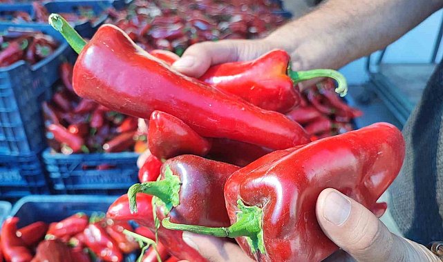 Pazarlarda salçalık biber hareketliliği