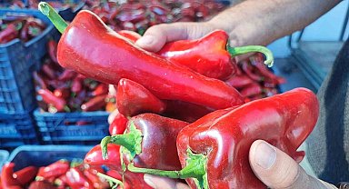 Pazarlarda salçalık biber hareketliliği