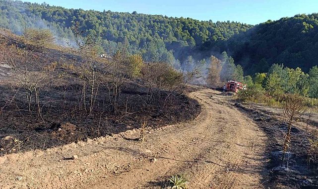 Pazaryeri Bozcaarmut'ta orman yangını