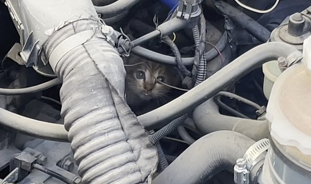 Polis ve itfaiyenin kedi kurtarma operasyonu