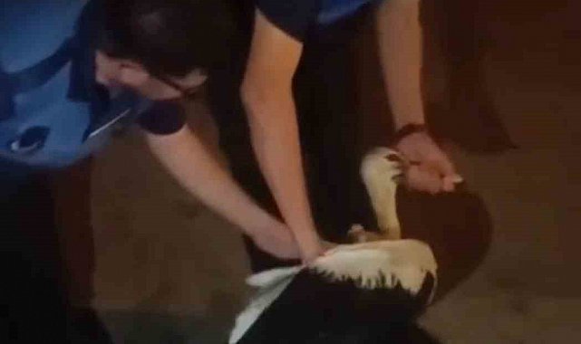 Reyhanlı'da bitkin halde bulunan leylek, zabıta ekiplerince koruma altına alındı