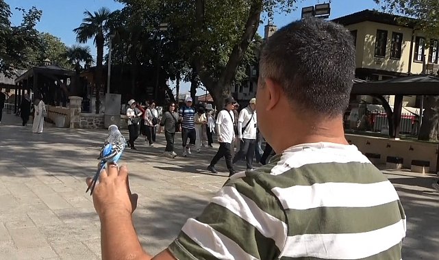 Sahibinin omzunda ve elinde çarşıyı geziyor