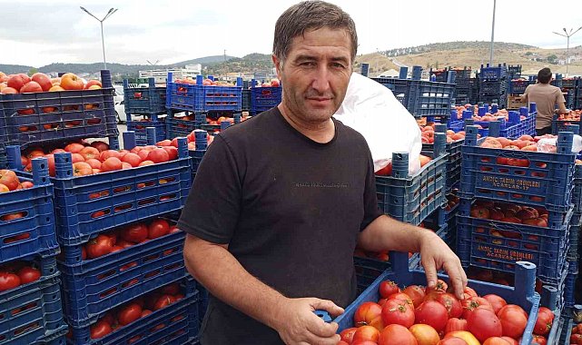 Salçalık domatesler bu sene de yoğun ilgi görüyor