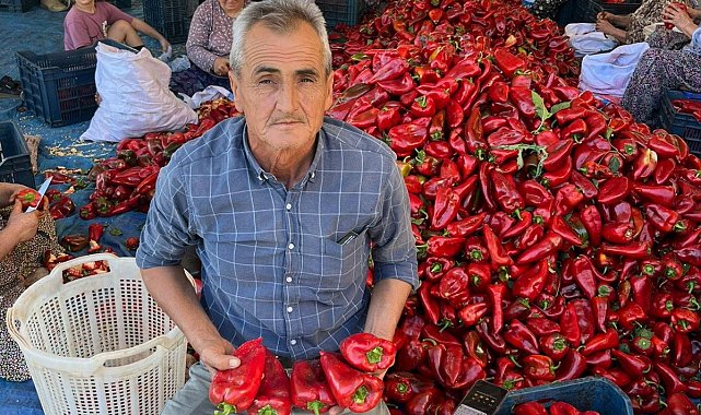 Salihli'de kapya biberde hasat zamanı