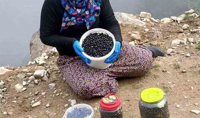 Şalpazarı yaylalarında yaban mersini bereketi