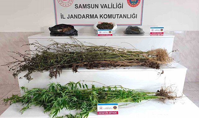 Samsun'da jandarma 2 kilo 355 gram esrar ele geçirdi: 2 gözaltı