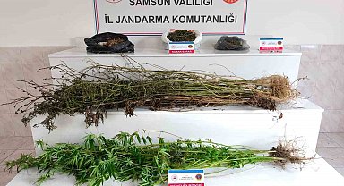 Samsun'da jandarma 2 kilo 355 gram esrar ele geçirdi: 2 gözaltı