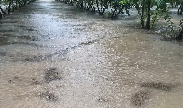 Samsun'da sağanak: Fındık bahçeleri göle döndü