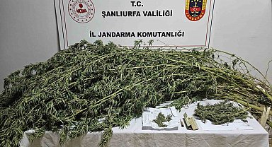 Şanlıurfa'da esrar ve kenevir bitkisi ele geçirildi