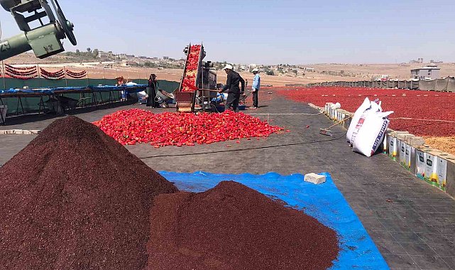 Şanlıurfa'da isotun 'acı' serüveni başladı