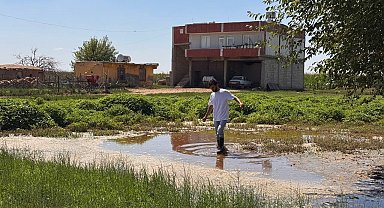 Şanlıurfa'da yükselen taban suyu ev ve tarlaları yuttu