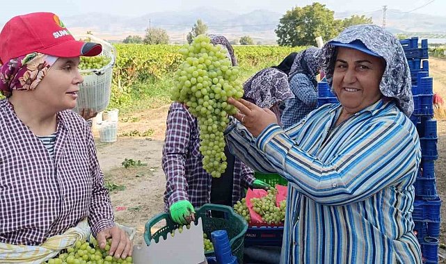 Sarıgöl'de 5,5 kiloluk üzüm salkımı