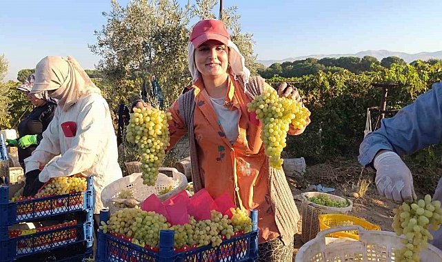 Sarıgöl'de hayat üzümle dönüyor