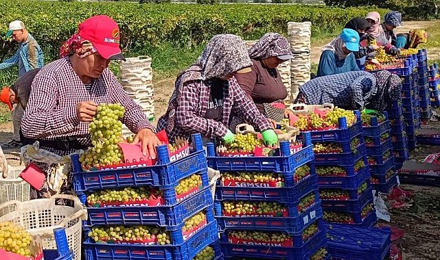 Sarıgöl'de üzüm hasadı aralıksız sürüyor