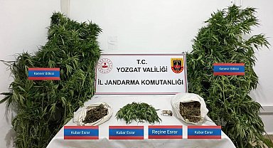 Sarıkaya'da 25 kök kenevir ele geçirildi