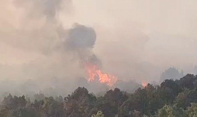 Sazlık alanda çıkan yangın ormana sıçradı