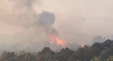 Sazlık alanda çıkan yangın ormana sıçradı