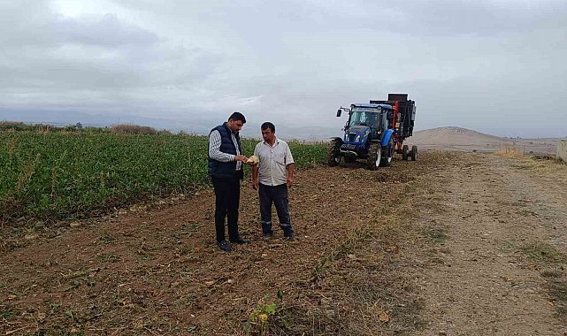 Şeker pancarı hasadı başladı