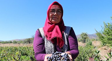 Şifa bulduğu meyvenin üretimi için şehir değiştirdi, 2009 fidanla şifa dağıtacak