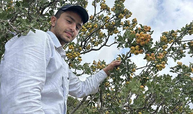 Şifa deposu alıçta hasat başladı: Kilogram fiyatı 200 TL'den alıcı buluyor