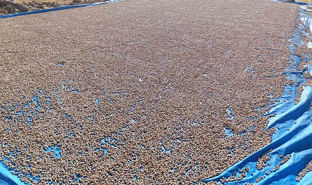 Siirt fıstığı işleme çalışmaları sürüyor