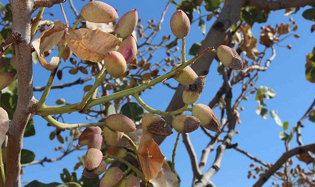Siirt fıstığında rekolte yüzde 80 düştü