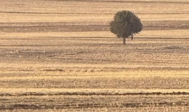 Silopi'de bir kişi arazide ölü bulundu