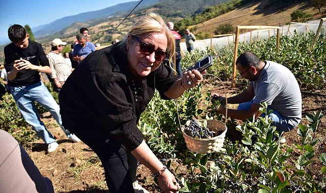 Sındırgı'da Aronya Hasat Şenliği coşkusu