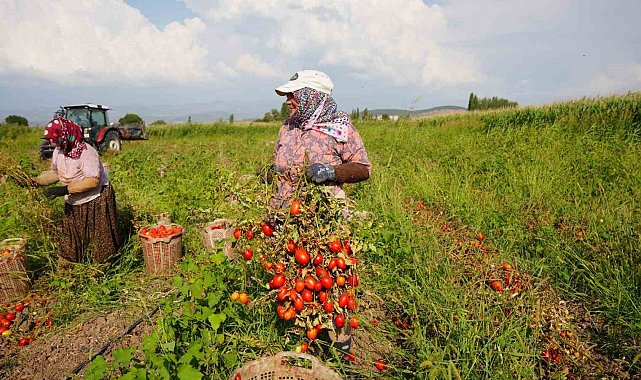 Sındırgı'da domates hasadı depreme rağmen devam ediyor