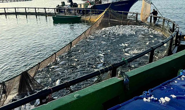 Sinop, Türk somonunda zirvede