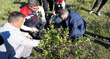 Sinop'ta aronya meyvesi hasadı yapıldı