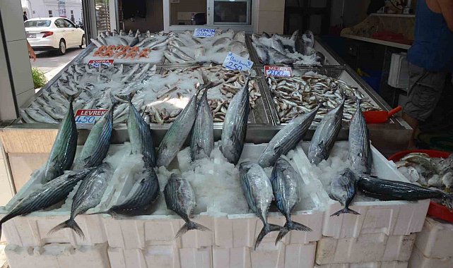 Sinop'ta torik bolluğu: Tanesi 800 TL