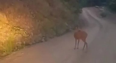 Sinop'ta yol ortasında dinlenen karaca kameraya yansıdı