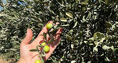 Şırnak'ta zeytin rekoltesi için ilk veriler toplandı