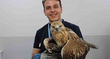 Sivas'ta kanadından vurulan kızıl şahin, tedavi altına alındı