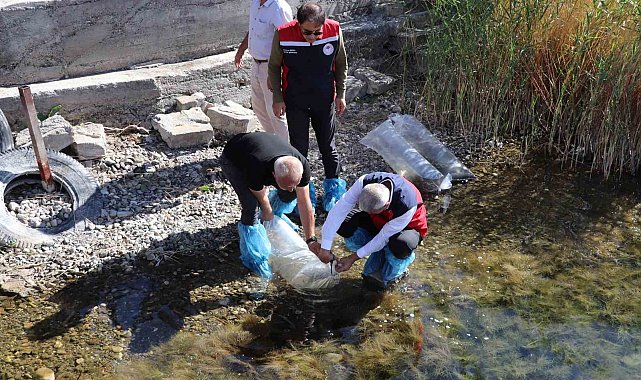 Sivas'taki göller yavru balıklarla buluştu