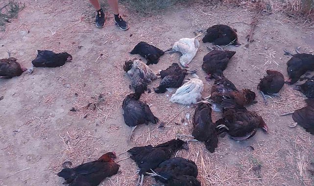 Sokak köpekleri 25 tavuğu telef etti