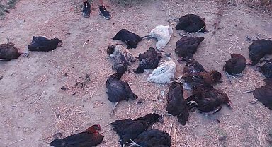 Sokak köpekleri 25 tavuğu telef etti