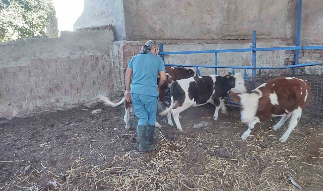 Söke'de hayvan sağlığı için aşılama çalışmaları devam ediyor