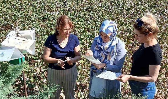 Söke'de pamukta pembekurt zararlısına karşı uyarı