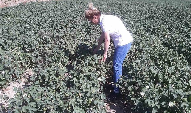 Söke'de zararlı popülasyonunda artış gözlemlendi