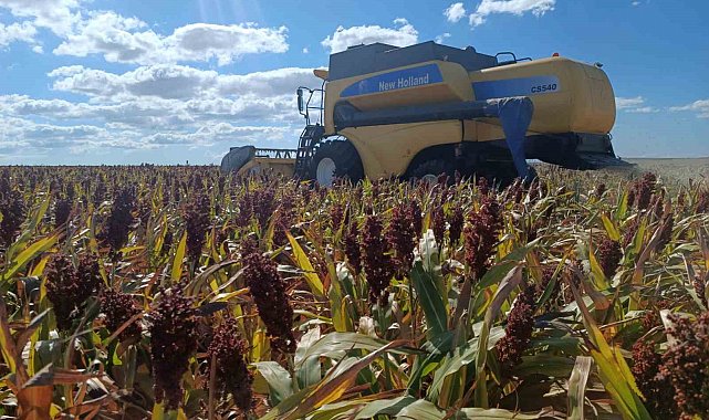 Sorgumla kuraklığa karşı Tekirdağ çiftçisinin umudu