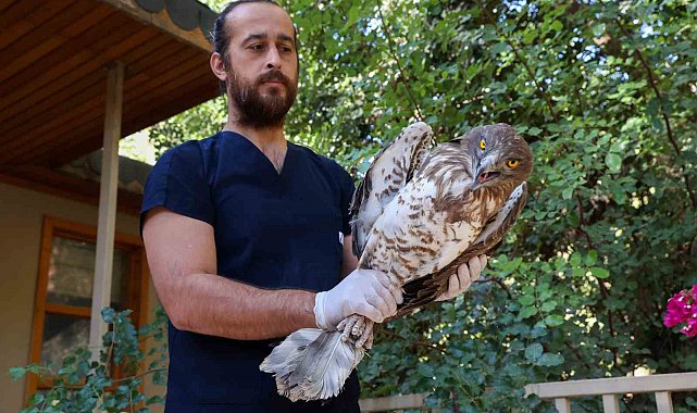 Soyu tükenme tehlikesindeki yaralı yılan kartalı yeniden doğaya döndü