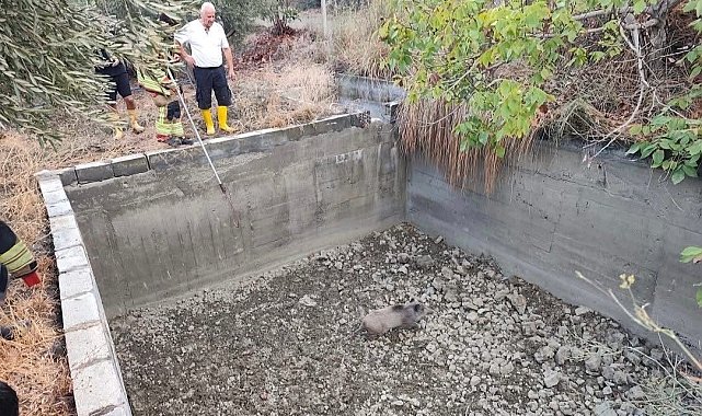 Sulama havuzuna düşen domuzu itfaiye kurtardı