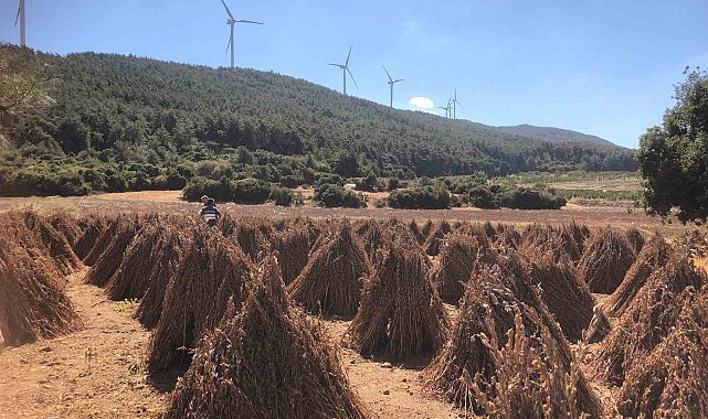 Susamda hasat zamanı yaklaşıyor