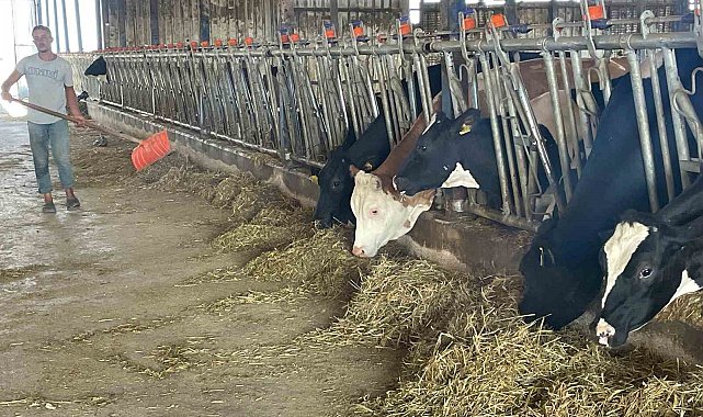 Süt üreticilerinden 'yem dayatması'na tepki