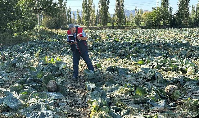 Tarım ürünlerinin tarladaki kalite kontrolleri devam ediyor