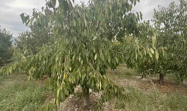 Tokat'ın özel kirazı ürün vermedi, 5 milyon dolarlık kayıp yaşandı